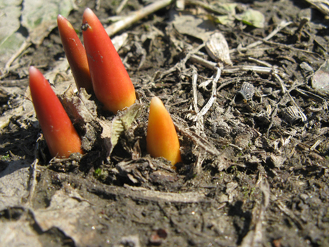 Tulips. Or candy corn. We'll see when they bloom.