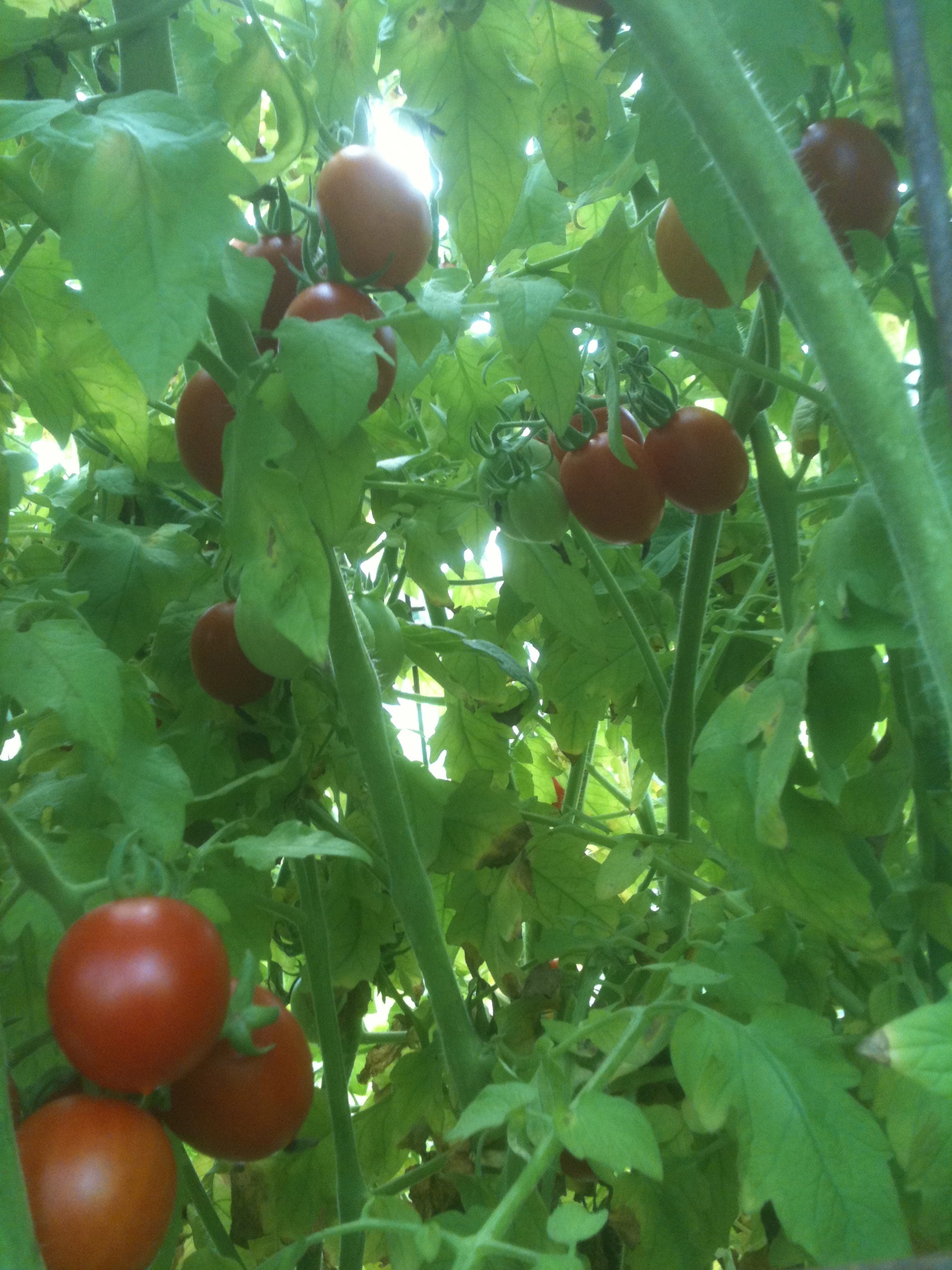our nutrient dense tomatoes