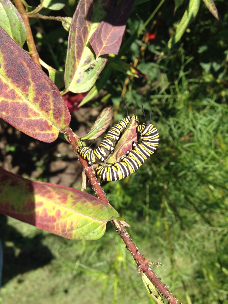 2014-9-17-2-monarch-caterpillars